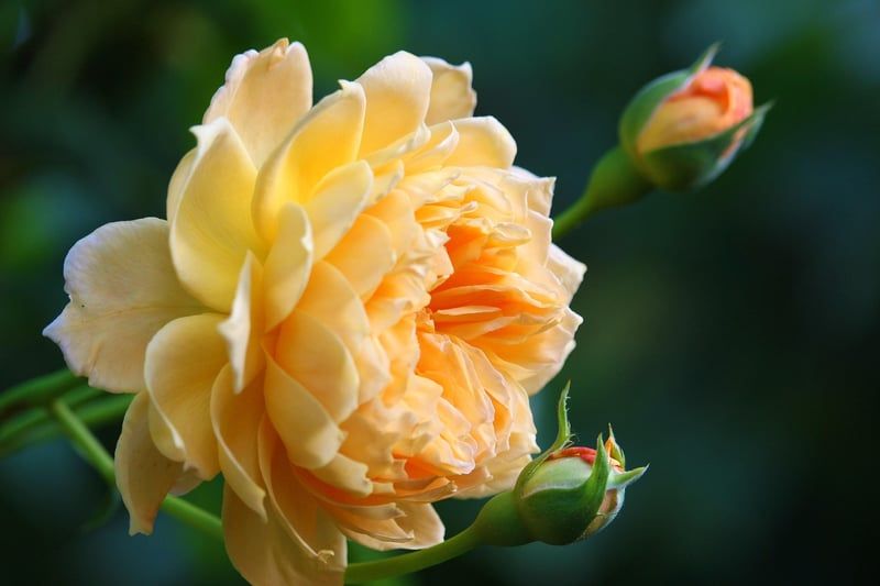 rose
